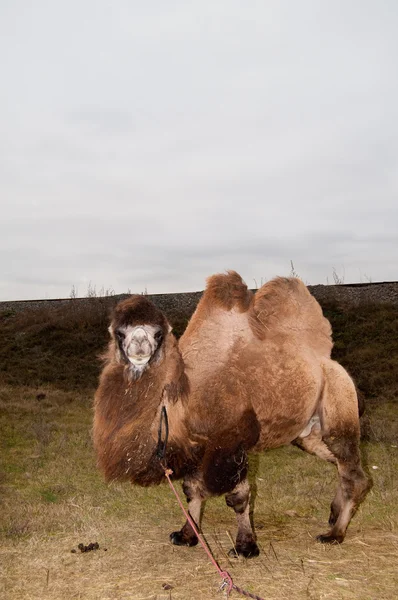 Wielbłąd dwugarbny (Camelus bactrianus) — Zdjęcie stockowe