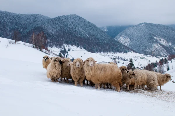 Schafherde in den Bergen, im Winter — Stockfoto
