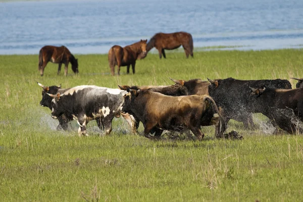 Stieren lopen in water op groen gras — Stockfoto