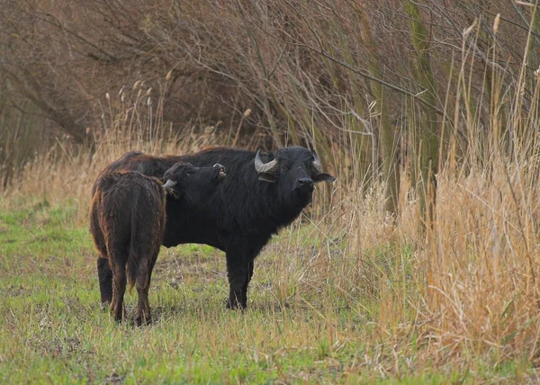 Indische buffels — Stockfoto