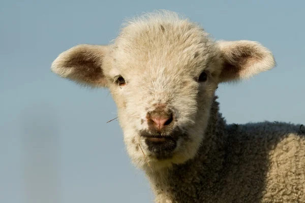 春には白い羊の肖像画 — ストック写真