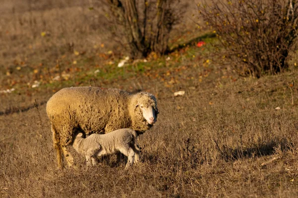 Bárány grzing juh mezőre — Stock Fotó