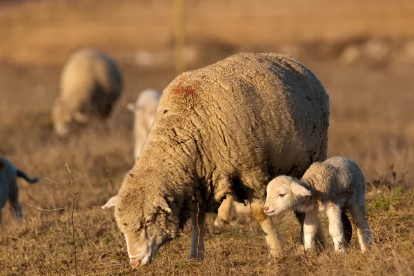 Cordeiro Grzing no campo com ovelhas — Fotografia de Stock