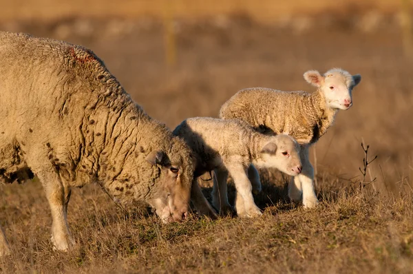Kuzu grzing koyun ile sahada — Stok fotoğraf