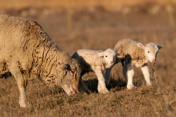 Lamm grzing på fältet med får — Stockfoto