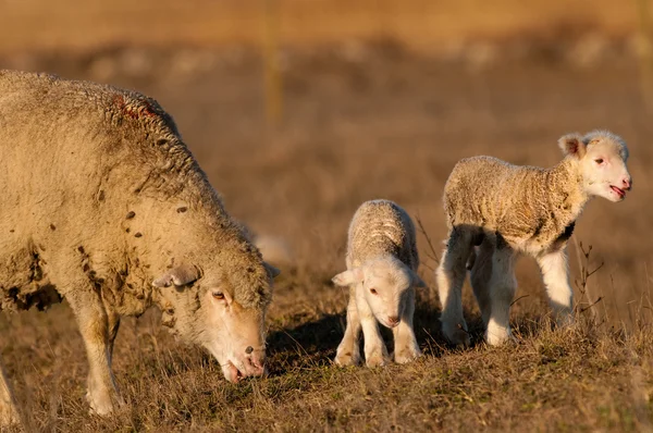羊とフィールドを子羊 grzing — ストック写真