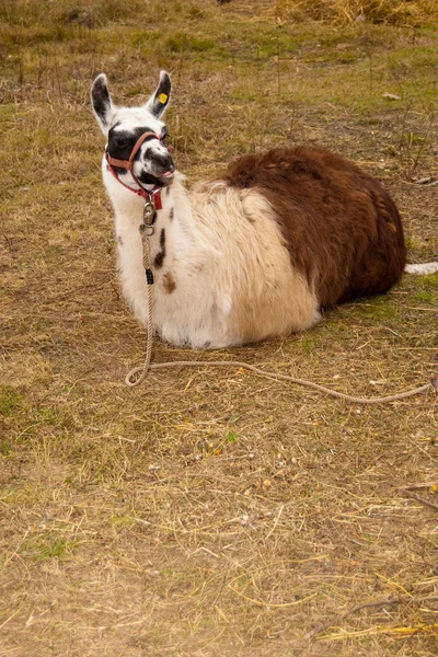 Lamy (Lama glama) w przyrodzie — Zdjęcie stockowe