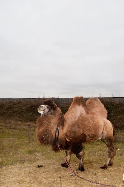 Bactrian Camel (Camelus bactrianus) — Stock Photo, Image