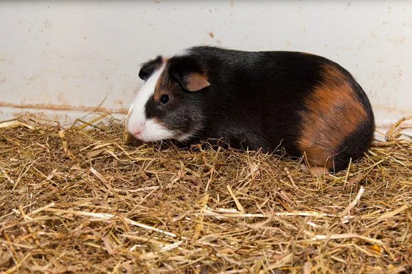 stock image Guinea Pig in terrarium