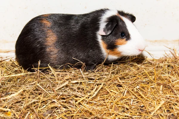 stock image Guinea Pig in terrarium