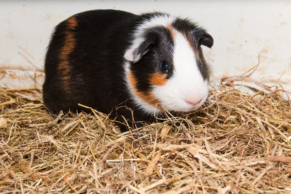 Stock image Guinea Pig in terrarium