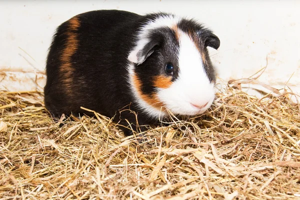 stock image Guinea Pig in terrarium