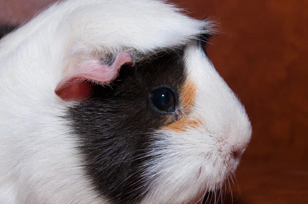 Guinea Pig in terrarium — Stock Photo, Image