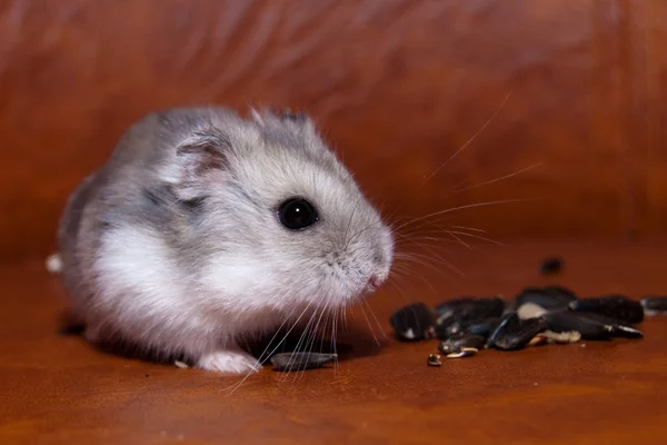 Hamster comer sementes de girassol — Fotografia de Stock