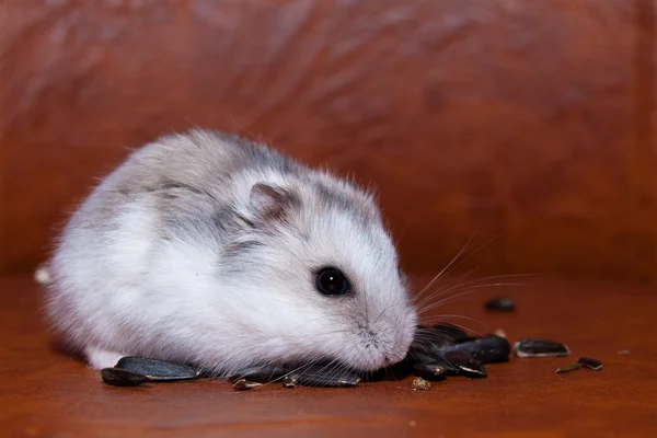 Hamster comer sementes de girassol — Fotografia de Stock