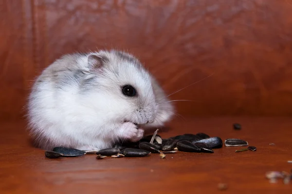 Hamster essen Sonnenblumenkerne — Stockfoto