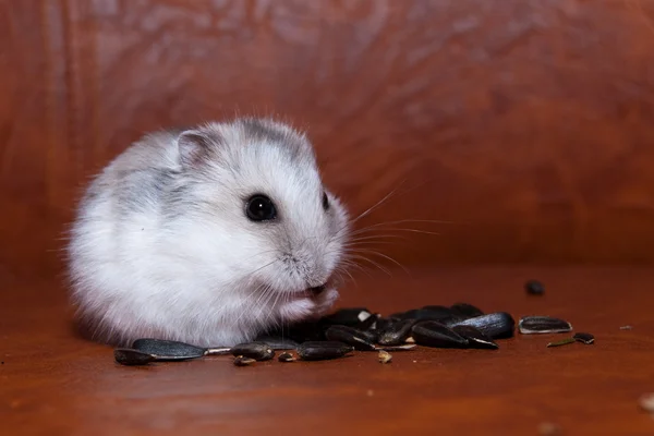 Hamster äter solrosfrön — Stockfoto