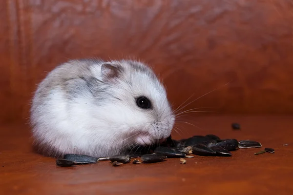 Hamster essen Sonnenblumenkerne — Stockfoto