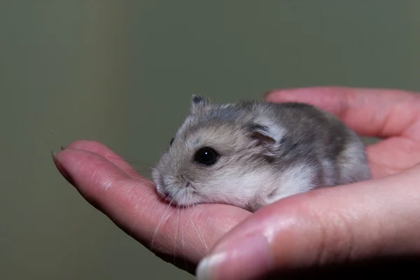 Hamster in een hand — Stockfoto