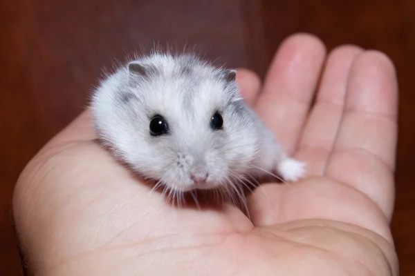 Hamster in a hand — Stock Photo, Image