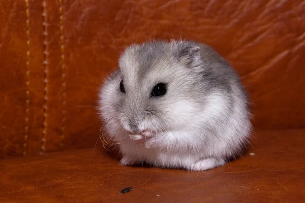Hamster eating sunflower seeds — Stock Photo, Image