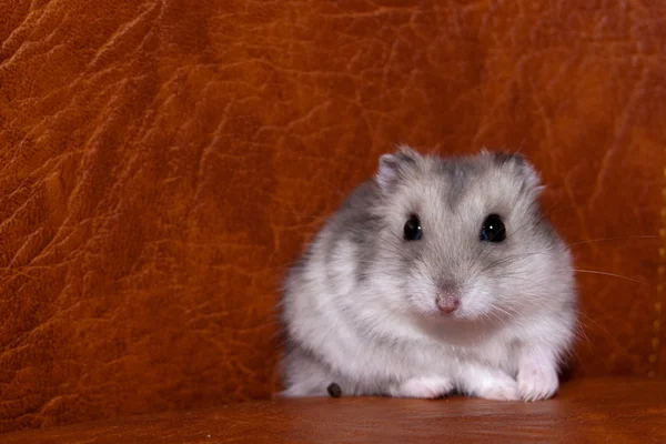 Sevimli hamster — Stok fotoğraf