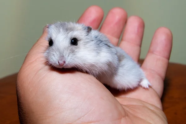 Hamster in een hand — Stockfoto