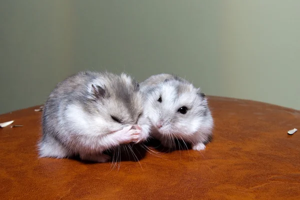 Hamster Pair — Stock Photo, Image