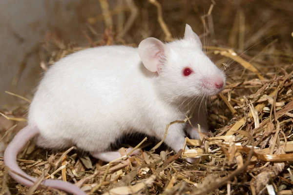Белая мышь лаборатории — стоковое фото