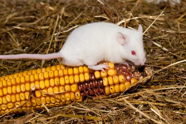 stock image White Lab Mouse with Corn Cob