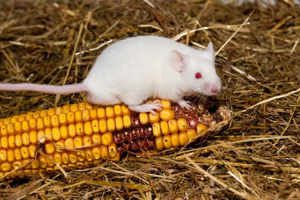 stock image White Lab Mouse with Corn Cob