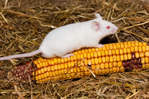 stock image White Lab Mouse with Corn Cob