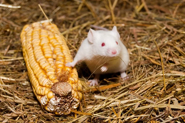 stock image White Lab Mouse with Corn Cob