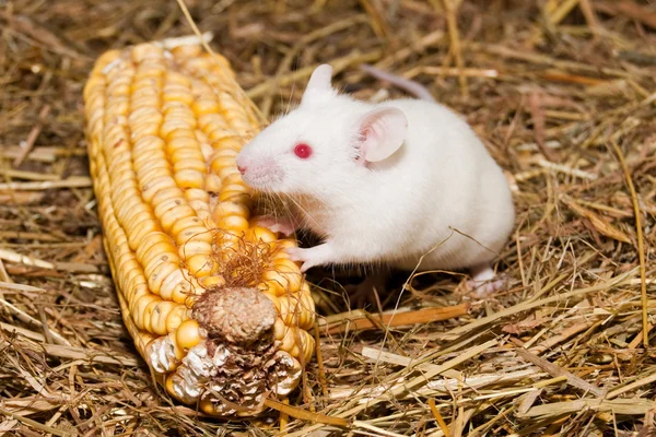 stock image White Lab Mouse with Corn Cob