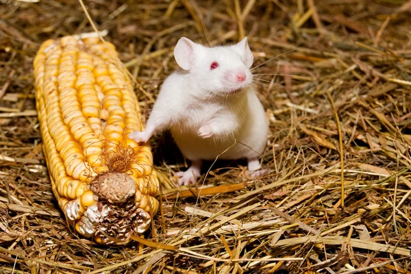 stock image White Lab Mouse with Corn Cob