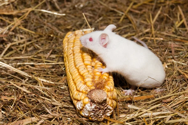 stock image White Lab Mouse with Corn Cob