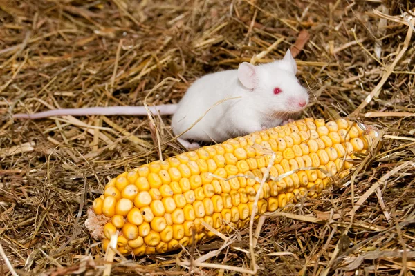 stock image White Lab Mouse with Corn Cob