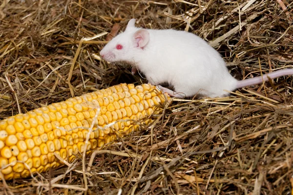 stock image White Lab Mouse with Corn Cob