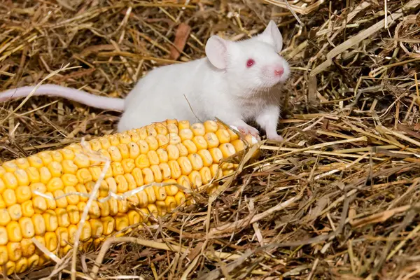 stock image White Lab Mouse with Corn Cob