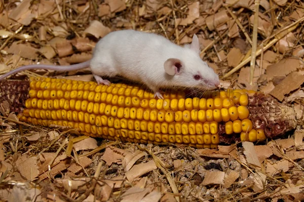 stock image White Lab Mouse with Corn Cob