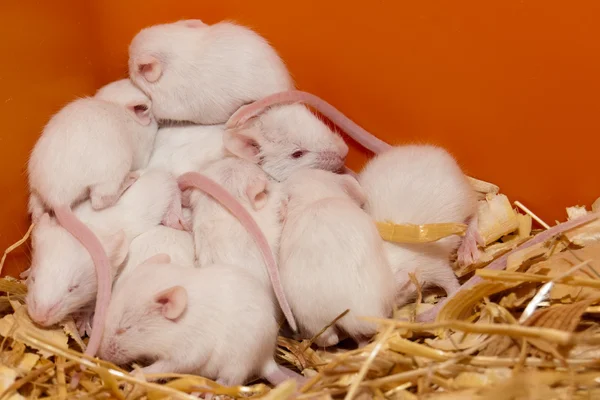 White Lab Mice Nest Cubs
