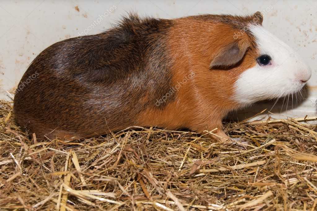 Guinea pig clearance terrarium