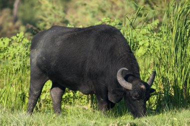 Water Buffalo (female) grazing clipart