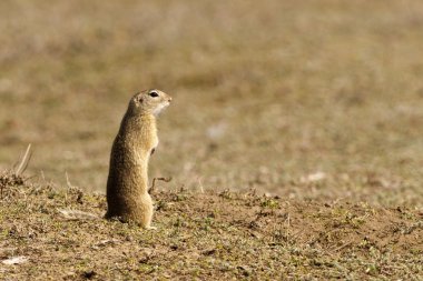 Gopher, souslik, zemin sincap