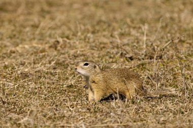 Gopher, souslik, zemin sincap