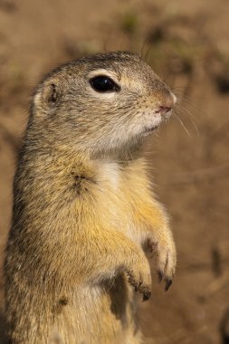 Avrupa yere squirell veya souslik portresi