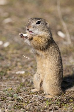 Avrupa kara squirell