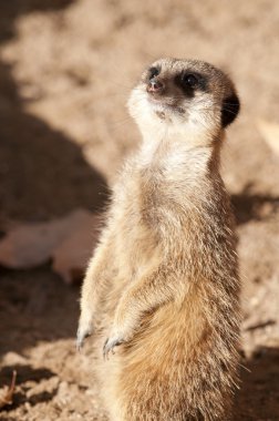 suricate veya çöl faresi veya Firavun faresi