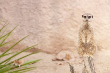 suricate veya Firavun faresi veya çöl faresi