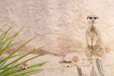 suricate veya Firavun faresi veya çöl faresi